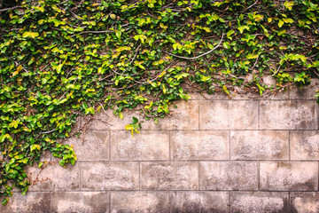 Green plant on wall