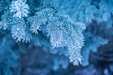 Winter background, close up of frosted pine branch on a snowing