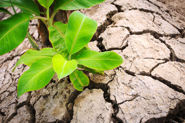 Young banana tree on crack soil