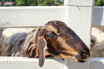 Fototapeta premium sheep