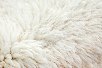 mouton en laine