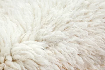 Photo sur Plexiglas Moutons mouton en laine