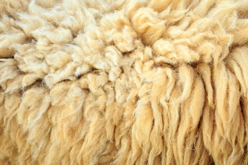 wool sheep