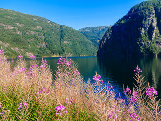 Tourism and travel. Landscape and fjord in Norway.