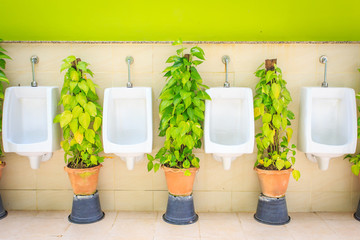 Men toilet with green plant