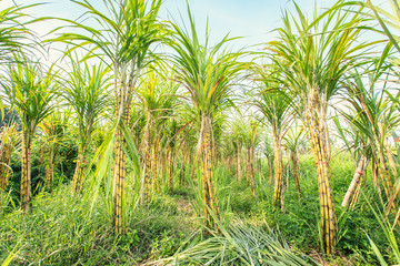 sugarcane