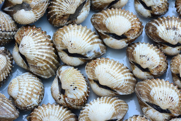closeup of cockles(scallop) for food background