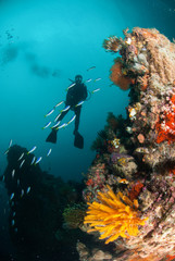 Fototapeta na wymiar Diver, feather star, coral reef in Ambon, Maluku underwater