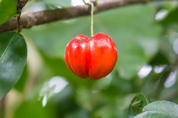 Cherry on the tree,