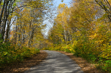 Falls colorful trees