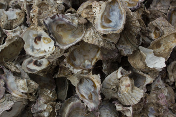 Oyster