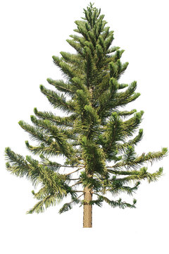 pine tree isolated on a white background
