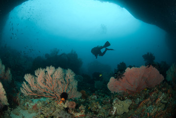 Diver, sea fan in Ambon, Maluku, Indonesia underwater