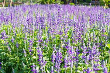 Obraz premium Blooming lavender flower