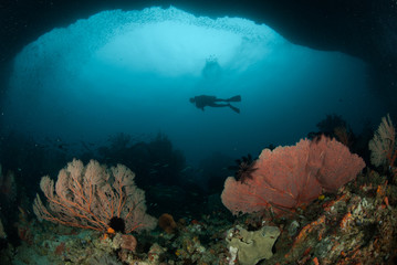 Fototapeta na wymiar Diver, sea fan in Ambon, Maluku, Indonesia underwater