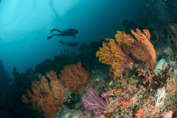 Divers, sea fan in Ambon, Maluku, Indonesia underwater
