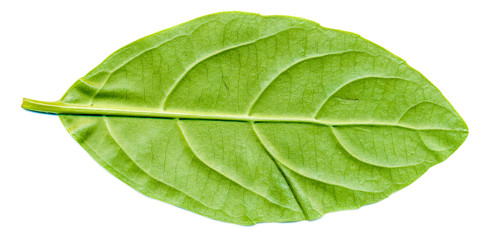 Obraz premium laurocerasus leaf back