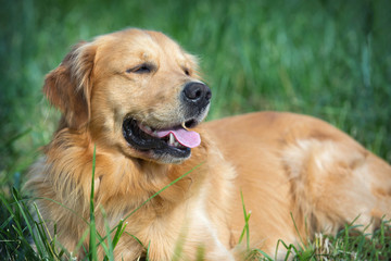Portrait young beauty dog