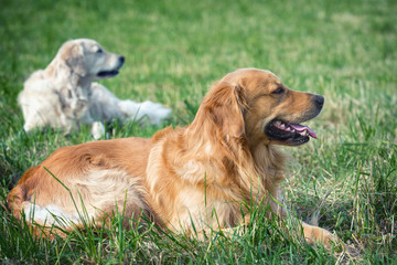 Portrait young beauty dog