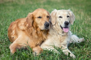 Portrait of two young beauty dogs