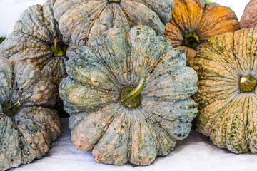 close up pumpkin fresh is asian type