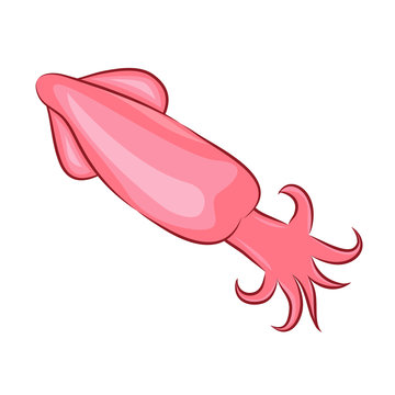 squid isolated illustration