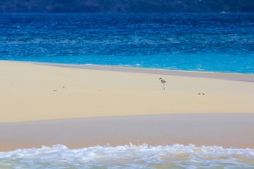 Drome sur sable blanc