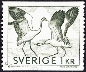 Fototapeta na wymiar Dancing cranes (Sweden 1968)