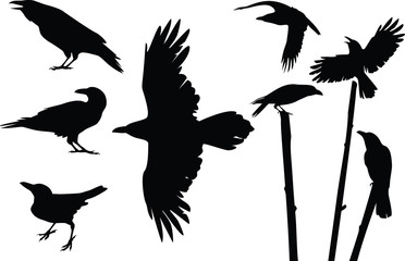 Crows silhouettes