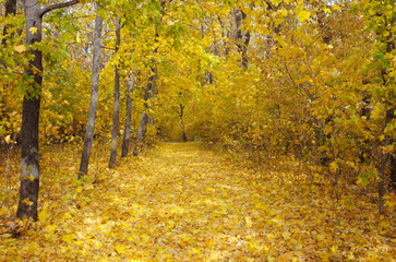 autumn forest and fallen yellow leaves