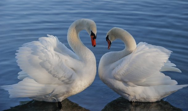 l.o.v.e.