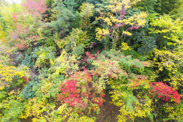 紅葉の風景