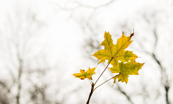 Ahornblatt einsam vor kahlen B&auml;umen im Herbst