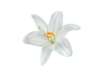 Fototapeta na wymiar Lily varieties flowers