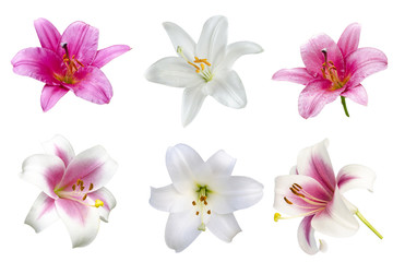 Obraz na płótnie Canvas Lily varieties flowers