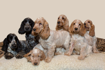 portrait of english cocker spaniel