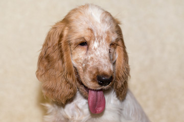 portrait of english cocker spaniel