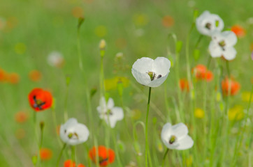 Spring blossom of wild poppies with seeds