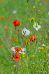 Spring blossom of wild poppies with seeds