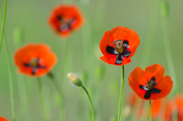 Spring blossom of wild poppies with seeds