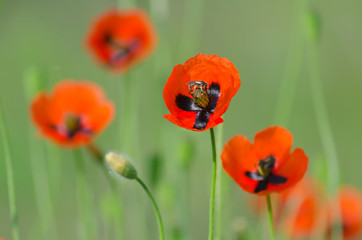 Spring blossom of wild poppies with seeds