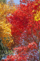 鮮やかな紅葉
