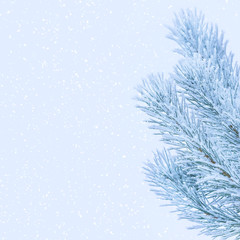 Fototapeta na wymiar Winter background with snowy pine branches