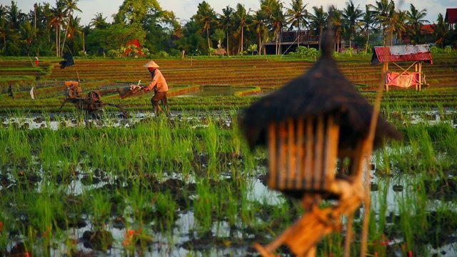 agricultural work in rice paddies