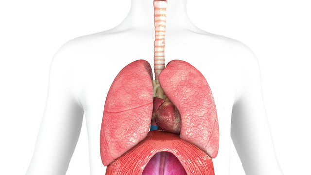 Human chest organs