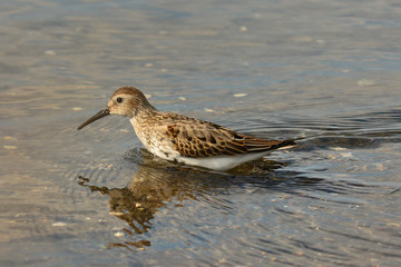 piovanello pancianera (Calidris alpina)
