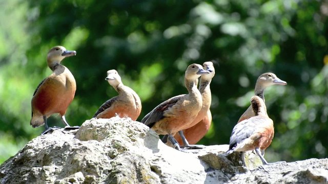 Water bird species - Ruddy Shelduck (Casarca ferruginea)