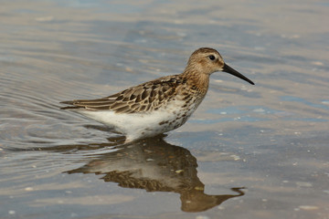 piovanello pancianera (Calidris alpina)