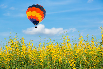 Hot air balloon over yellow flower fields against blue sky