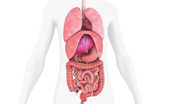 Body with organs